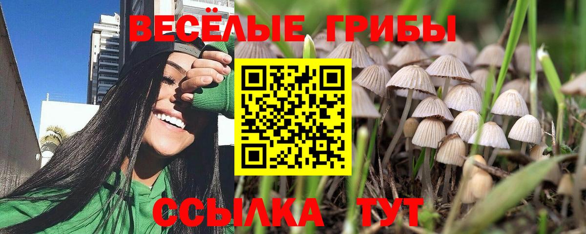 Галлюциногенные грибы Psilocybe Большой Камень